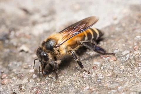 Macro bee on ground Stock Photos