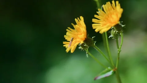 Macro of Bee Landing on Yellow Mountain Flower with Blurred Forest Background Stock Footage 320202486