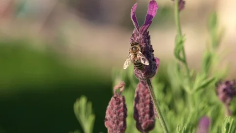 Macro Bee on lavender Garden slow motion sunny day Stock Footage 93346446