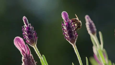 Macro Bee lavender Nectar Garden slow motion summerlight Stock Footage 93346070