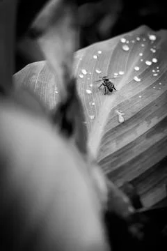 A Macro Of A Bee On A Leaf With Water Droplets Stock Photos