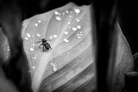 A Macro Of A Bee On A Leaf With Water Droplets Stock Photos