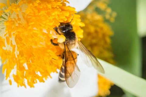 Macro bee looking for nectar on the flowers. Stock Photos