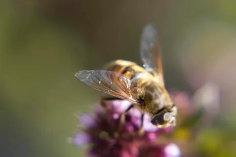 Macro of bee Stock Photos