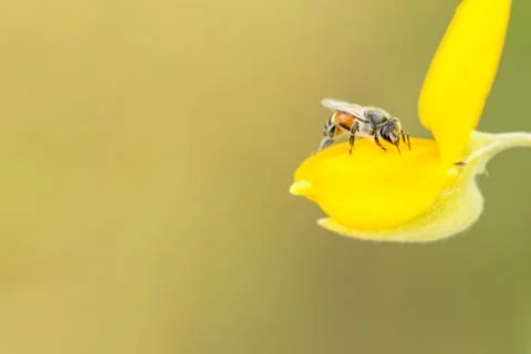 Macro bee Stock Photos