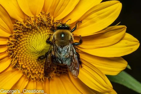 Macro of a bee Stock Photos