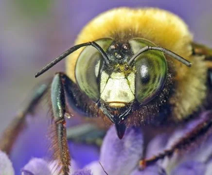 Macro Bee Photograph Stock Photos