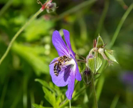 Macro of a bee on a pink hardy geranium blossom. pesticide free environmental Stock Photos