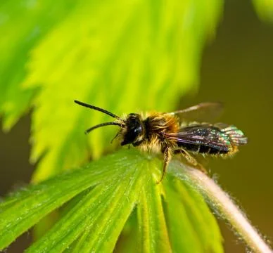 Macro of a bee on a plant Foto stock