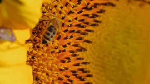 Macro, Bee Plated With Flower Pollen, Collects Nectar from Sunflower Stock Footage 113307126