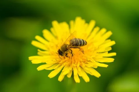 Macro of bee pollinate dandelion Stock Photos