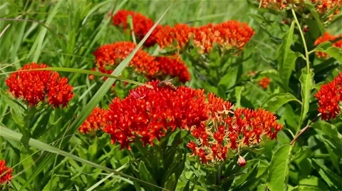 Macro bee pollinating a bright colored flower Stock Footage 40151532