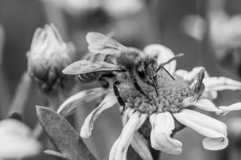 Macro bee pollinating daisy on black and white Stock Photos