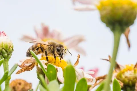 Macro bee pollinating daisy Stock Photos