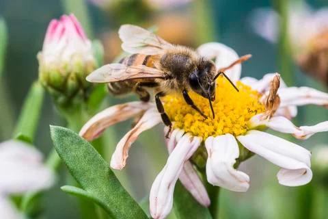 Macro bee pollinating daisy Stock Photos