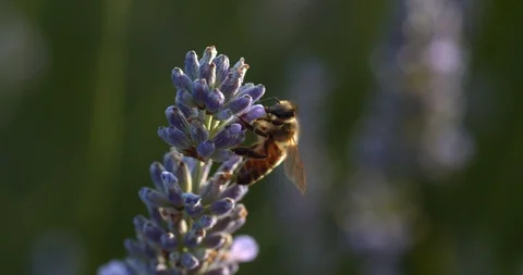 Macro of bee pollinating lavender bush Stock Footage