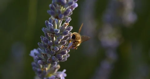 Macro of bee pollinating lavender Stock Footage 113144886