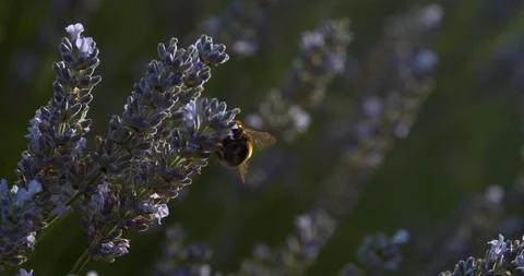 Macro of bee pollinating lavender at sunset Stock Footage 113145012
