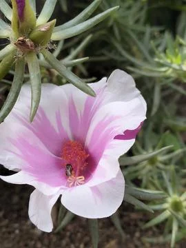 Macro of Bee Pollinating Pink and White Portulaca Grandiflora Flower Stock Photos