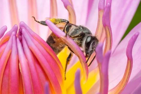 Macro Bee Pollinating Pink Water Lily Foto stock