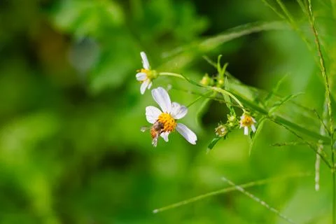 Macro Bee Pollinating White Aster Flower with Bokeh 写真素材