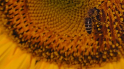 Macro, Bee Sits on Young Sunflower Flower and Collects Nectar Stock Footage 113761425