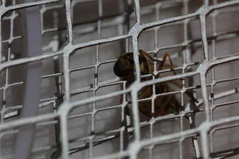 Macro bee sting Stock Photos