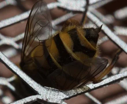 Macro bee sting Stock Photos