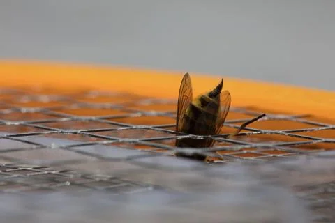 Macro bee sting Stock Photos