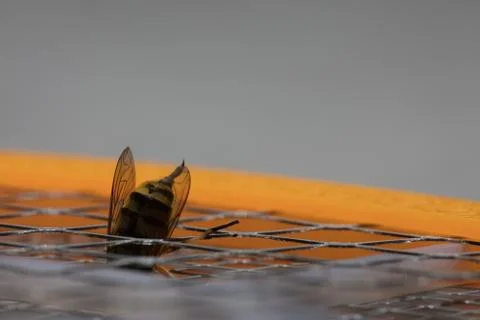 Macro bee sting Foto stock