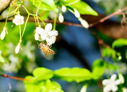 Macro of a bee sucking nectar pollen on blur background. Stock Photos