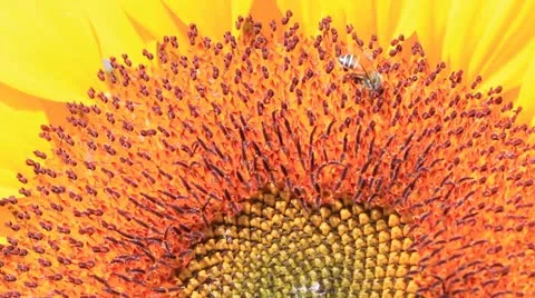 Macro of bee on sunflower Stock Footage 12373561