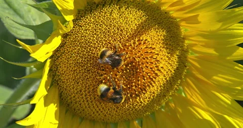 Macro - Bee on a sunflower Stock Footage 340266464