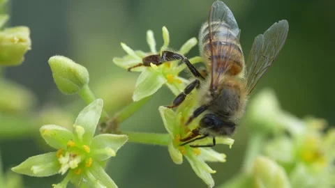 Macro Bee Visiting Avocado Blossoms for Pollen 動画素材 347994268