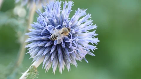 Macro- bee walking on thistle 4K 스톡 동영상 93287672