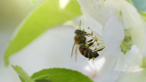 Macro of bee on white apple flower in springtime. Slow motion shot of honey bee Video stock 195449519