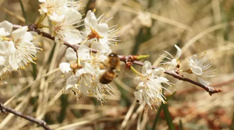 Macro bee in white flowers - 2 clips Stock Footage 37624139