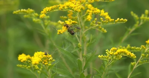 Macro - Bee on a yellow flower Stock Footage 339394217