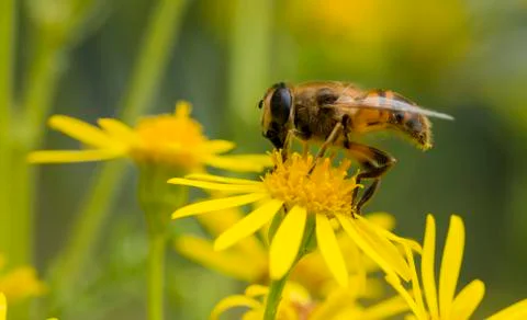 Macro of bee on yellow flower Stock Photos