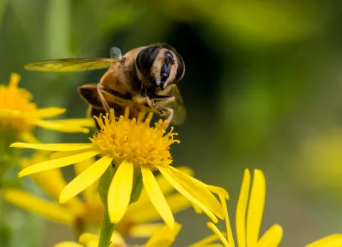 Macro of bee on yellow flower Stock Photos