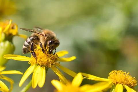 Macro of a bee on a yellow flower in sunlight against a blurred green background Stock Photos
