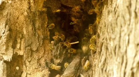 Macro of beehive entrance within tree trunk with bees crawling over bark and  Stock Footage 61532260