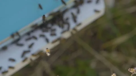 Macro: bees are flying in the air. Flying bees in slow motion Stock Footage 143588398