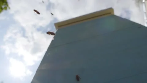 Macro: bees are flying in front of beehive, blue sky, slow motion 스톡 동영상 143588745