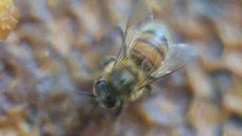 Macro bees on honey comb Stock Footage 93200218