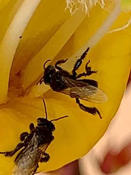 Macro of bees inside a flower Stock Photos