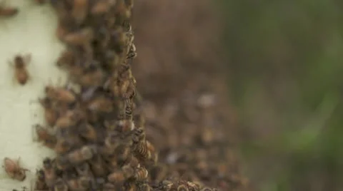 Macro bees in slowmotion Vídeo Stock 56916681
