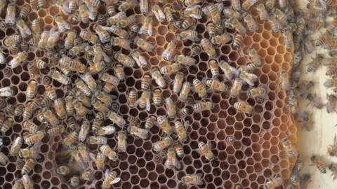 Macro of Bees worked on honeycomb, natural light Stock Footage 155590930