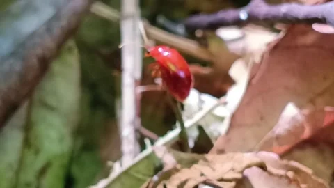 Macro Beetle Chasing Another Beetle Away From Twig Видео 333104736