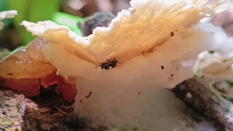 Macro Beetle Feeding Inside Wild Mushroom in Tropical Forest Видео 333161703